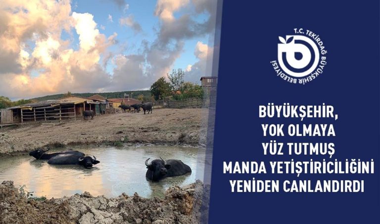 BÜYÜKŞEHİR, YOK OLMAYA YÜZ TUTMUŞ MANDA YETİŞTİRİCİLİĞİNİ YENİDEN CANLANDIRDI