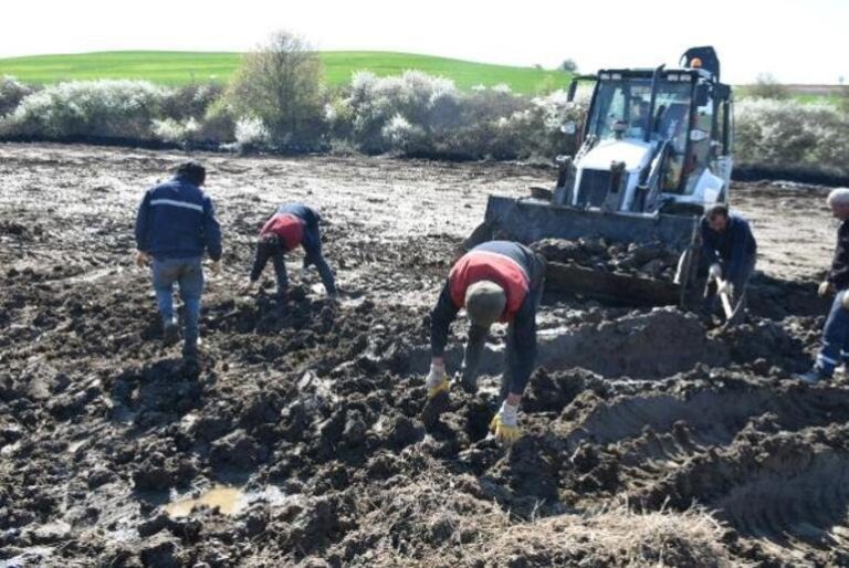 Zift Kaplı Tarlalarda Temizlik: Elleriyle Topladılar