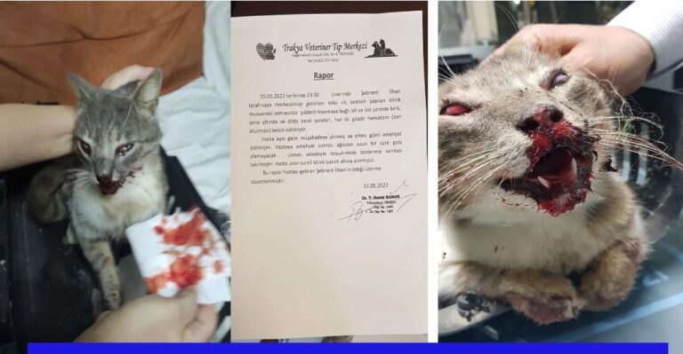 Bunları Yapan İnsan Olamaz! Dövdüler, Denize Atıp Ölümüne Sebep Oldular