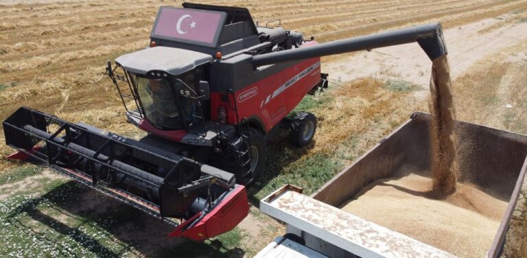 Hasat Edilen Buğdaylar Sofralarla Buluşacak
