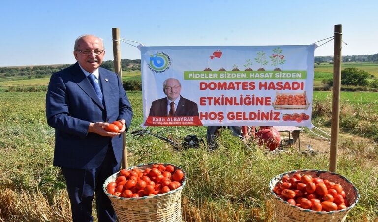 MALKARA İLÇESİ KARAİĞDEMİR MAHALLESİNDE DOMATES HASADI YAPILDI