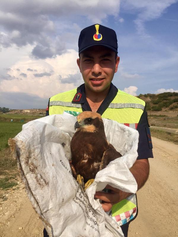 Jandarma tarafından bulunan yaralı orman kartalı, tedaviye alındı Jandarma tarafından bulunan yaralı orman kartalı, tedaviye alındı