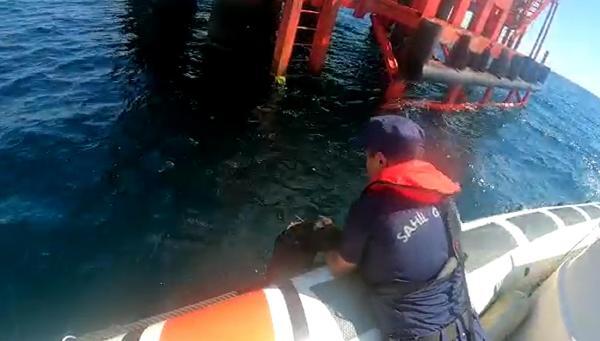 Denizde Kaybolan Köpeği Sahil Güvenlik Kurtardı