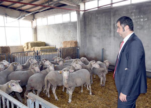 Namık Kemal Üniversitesi’nde kaliteli elbise kumaşı için ‘özel koyun sürüsü’ oluşturuldu