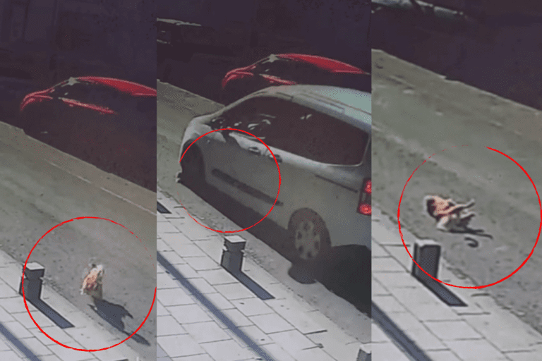 Köpeğe Çarpıp Kaçtı: Anbean Kameraya Yansıdı!
