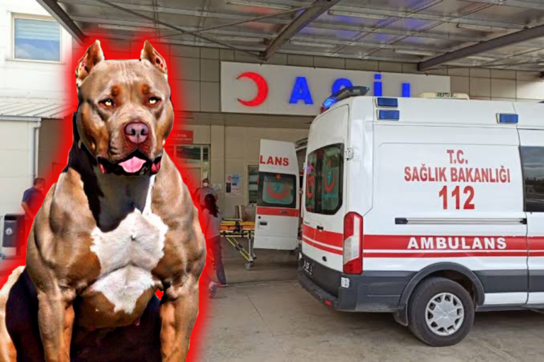 Pitbull Saldırısına Uğrayan Çocuk Yaralandı!