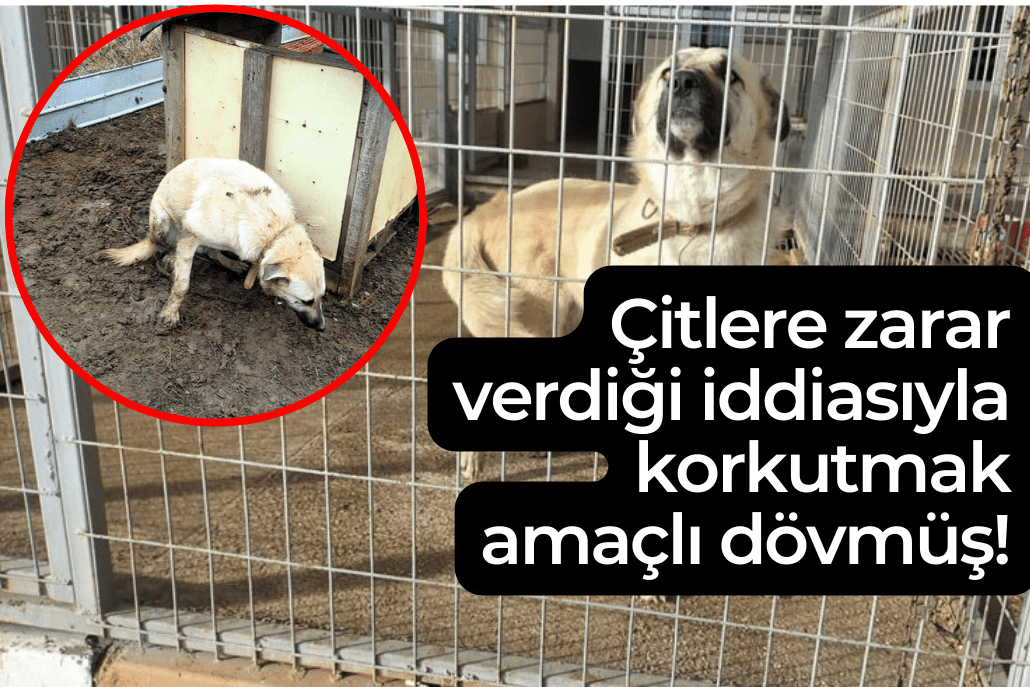 Bir Vahşette Tekirdağ’dan! Köpeğini Sopayla Dövdü! Bir Vahşette Tekirdağ’dan! Köpeğini Sopayla Dövdü!
