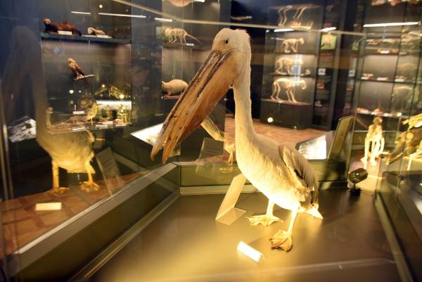 Edirne’deki ‘Doğa Tarihi Müzesi’nde 734 hayvan ile 2 bine yakın bitki sergileniyor