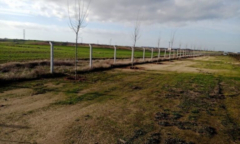 Ergene Belediyesi Çilek Tarlalarının Etrafına 200 Adet Ihlamur Ağacı Dikti