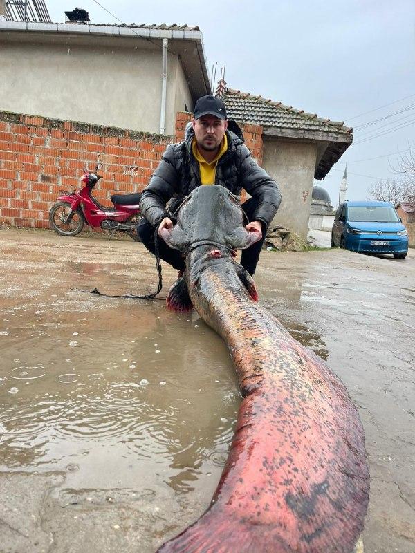 Meriç Nehri’nde 2 metrelik yayın balığı yakaladılar Meriç Nehri’nde 2 metrelik yayın balığı yakaladılar