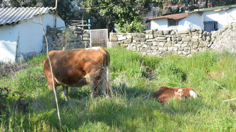 Depremzedenin 4 ineği için yerleştiği otelin bahçesine ağıl yapıldı | Kahramanmaraş, Gaziantep, Şanlıurfa, Diyarbakır, Adana, Adıyaman, Osmaniye, Hatay, Kilis, Malatya