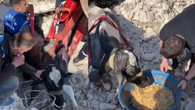 Enkaz altındaki inek, 17’nci günde canlı olarak çıkarıldı | Kahramanmaraş, Gaziantep, Şanlıurfa, Diyarbakır, Adana, Adıyaman, Osmaniye, Hatay, Kilis, Malatya