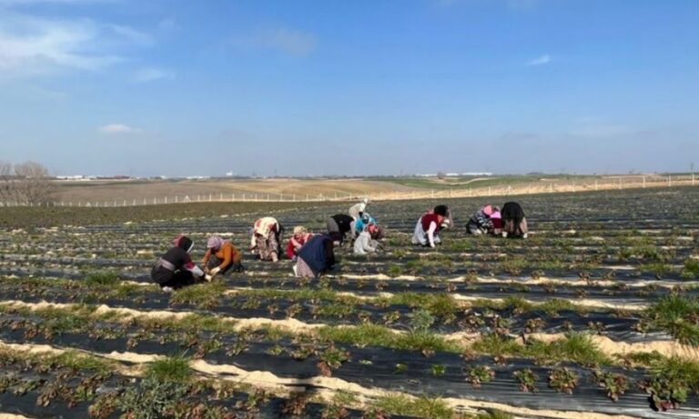 Ergene Belediyesi Çilek Tarlalarını Yeni Sezona Hazırlıyor