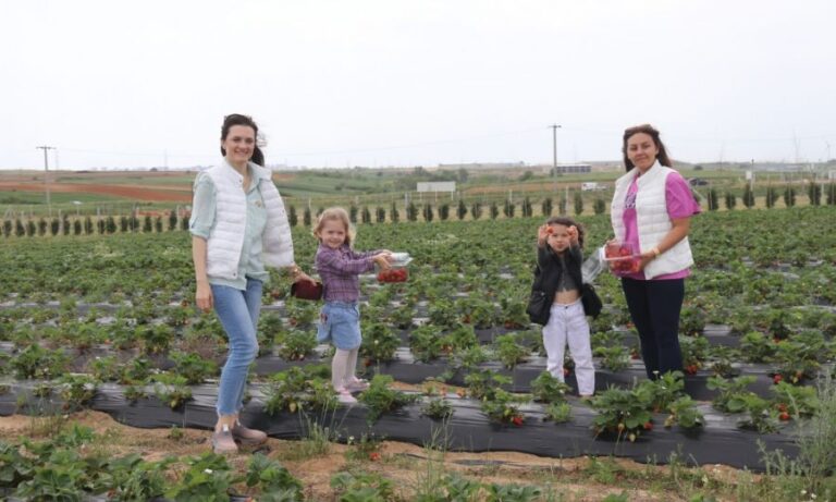 Ergene Belediyesi Çilek Tarlaları Hizmete Açıldı
