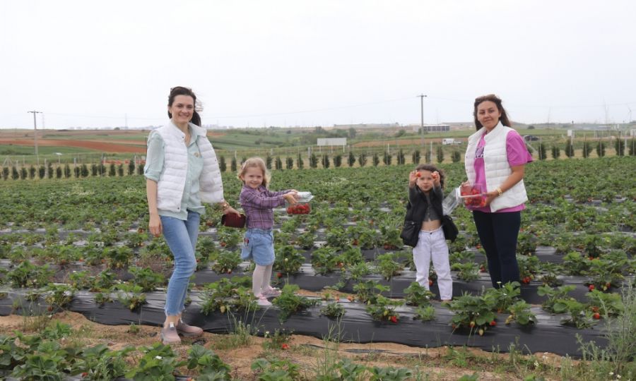 Ergene Belediyesi Çilek Tarlaları Hizmete Açıldı Ergene Belediyesi Çilek Tarlaları Hizmete Açıldı