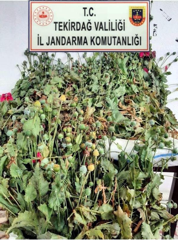 384 Kök Haşhaş Ele Geçirildi