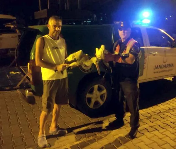 Jandarmanın Yaralı Bulduğu 3 Leylek Tedaviye Alındı