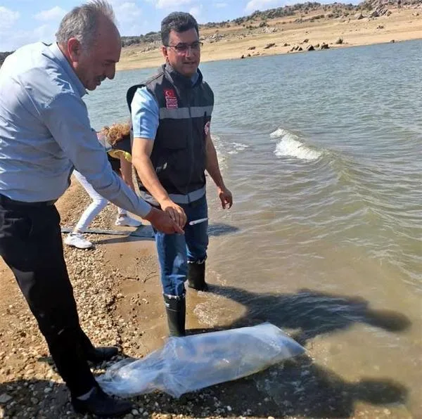 Kırklareli’nde baraj ve göletlere 550 bin sazan yavrusu bırakıldı