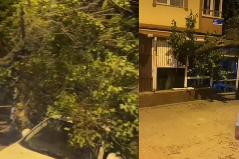 Kamyonun Çarptığı Ağaç Otomobilin Üzerine Devrildi