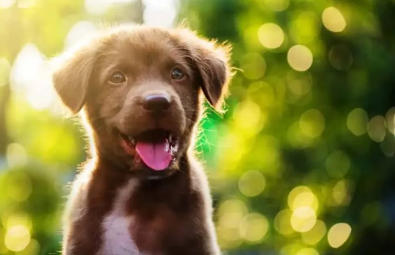 Yavru Köpek Sahiplenmek İsteyenlere 7 Öneri