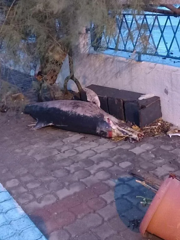 Çanakkale’de fırtına; 3 balıkçı teknesi battı (2) | Çanakkale