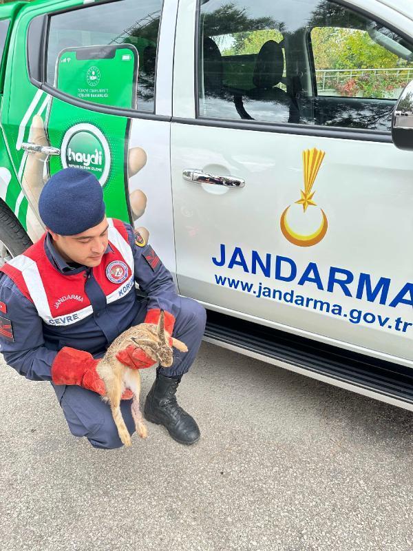 Edirne’de Jandarma’nın bulduğu yaralı tavşan, korumaya alındı