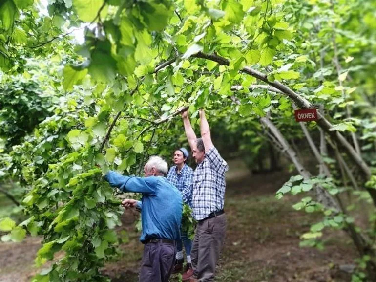 Fındıkta üretim payı düştü