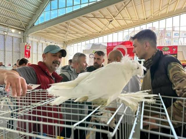 Festivalde Cins Tavuklar 15 Bin Liraya, Güvercinler İse 150 Bin Liraya Kadar Alıcı Buldu