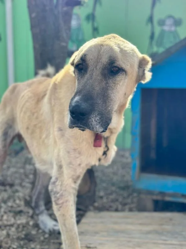 Sokak köpeklerinin kaldıkları kulübeleri onardılar | Bursa