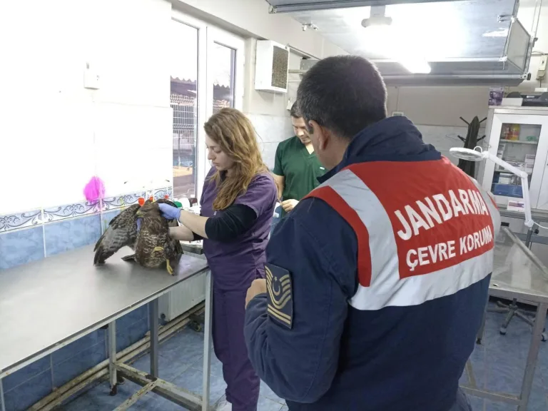 Edirne’de jandarmanın yaralı bulduğu şahin, tedavisinin ardından doğaya bırakıldı