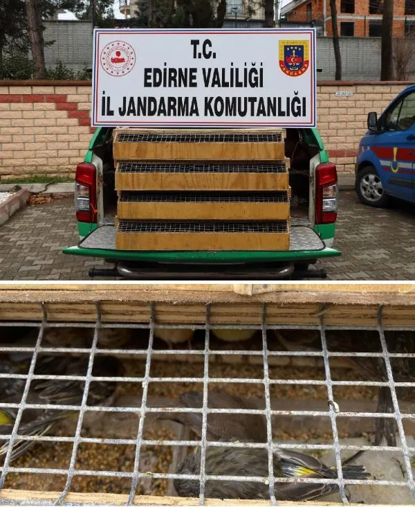 Yolcu otobüsünde 589 kuş ele geçirildi; sürücüye 4 milyon lira ceza Yolcu otobüsünde 589 kuş ele geçirildi; sürücüye 4 milyon lira ceza