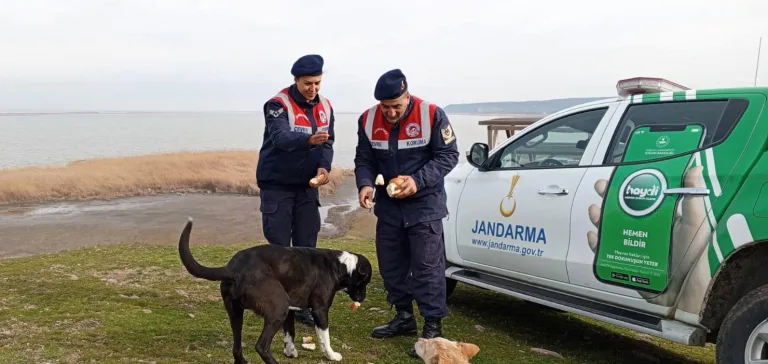Jandarma, Gala Gölü’ndeki sahipsiz hayvanları besledi