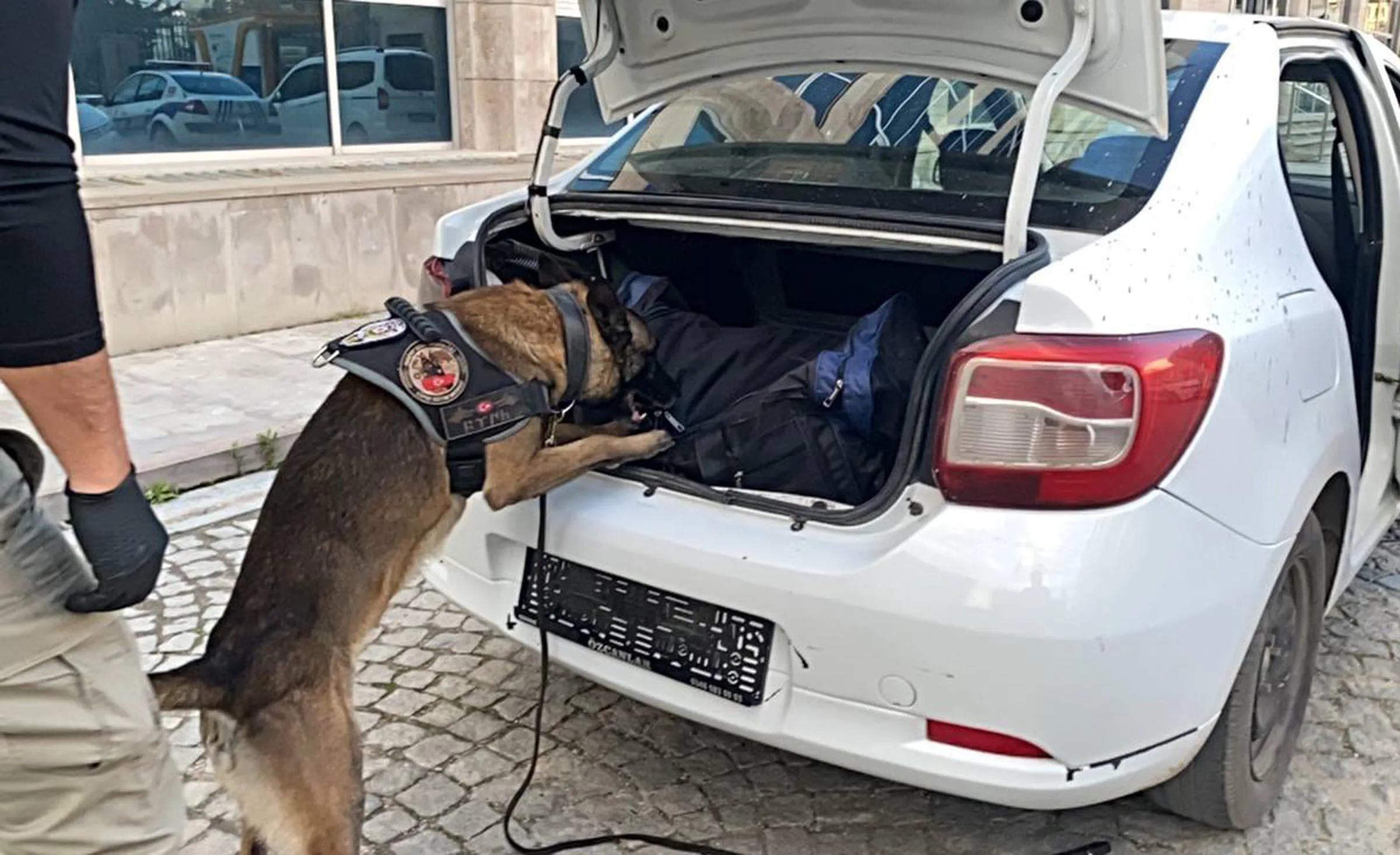 Otomobildeki 11 kilo uyuşturucuyu ‘Kongar’ buldu; 1 gözaltı Otomobildeki 11 kilo uyuşturucuyu ‘Kongar’ buldu; 1 gözaltı