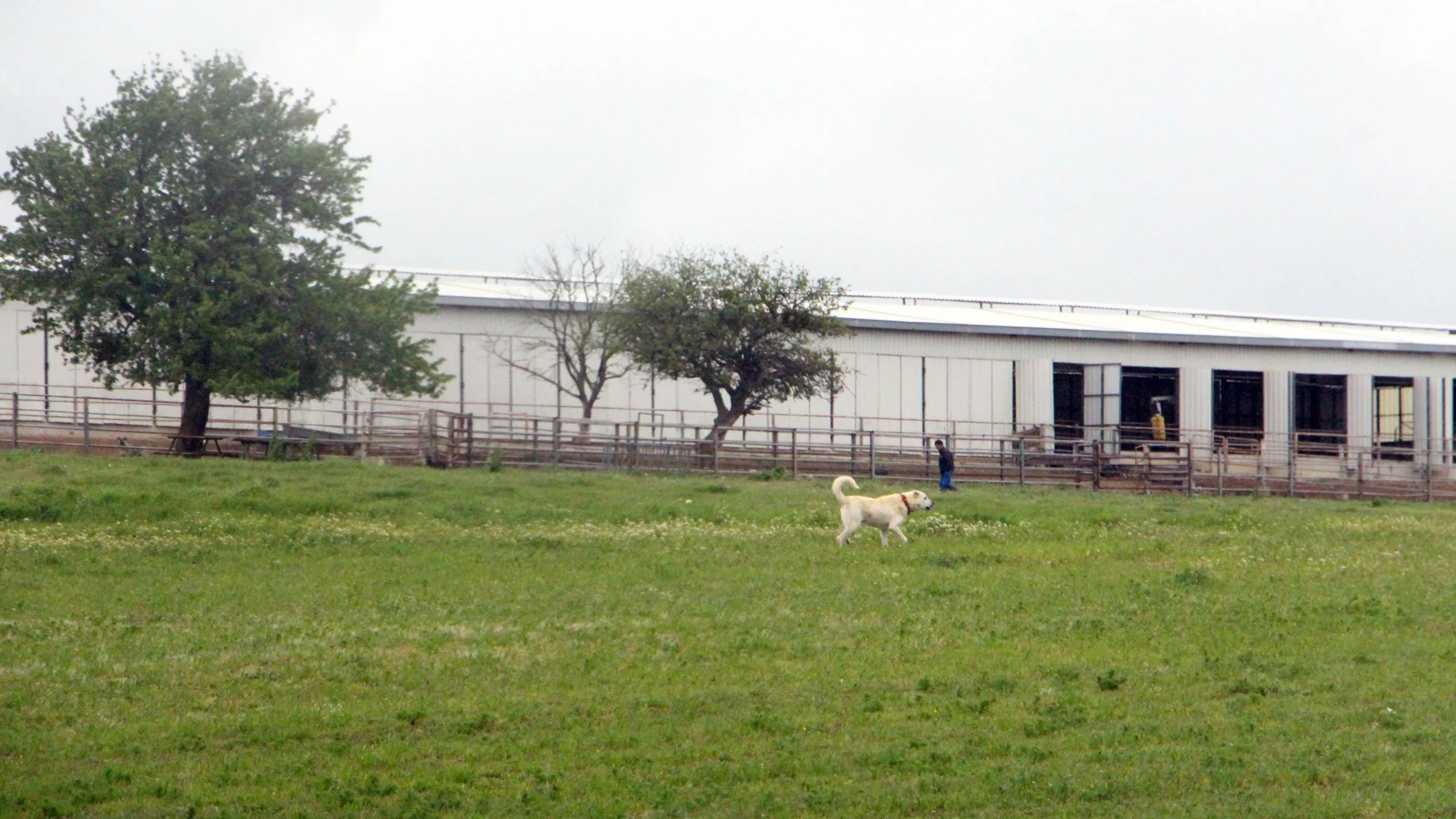 Çiftlikteki 3 çoban köpeği, zehirlenerek öldürüldü Çiftlikteki 3 çoban köpeği, zehirlenerek öldürüldü