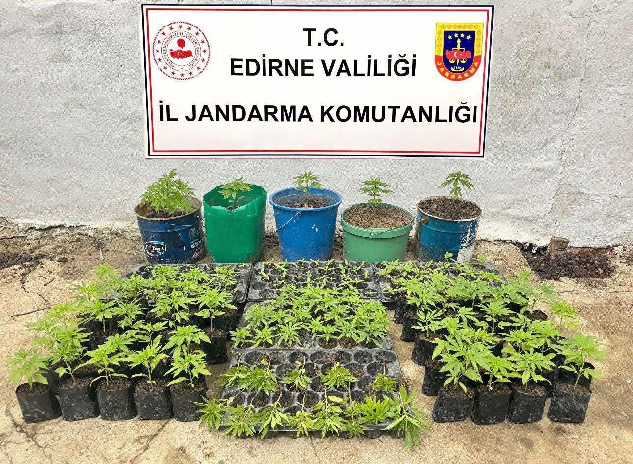 Edirne’de evde 196 kök Hint keneviri ele geçirildi Edirne’de evde 196 kök Hint keneviri ele geçirildi