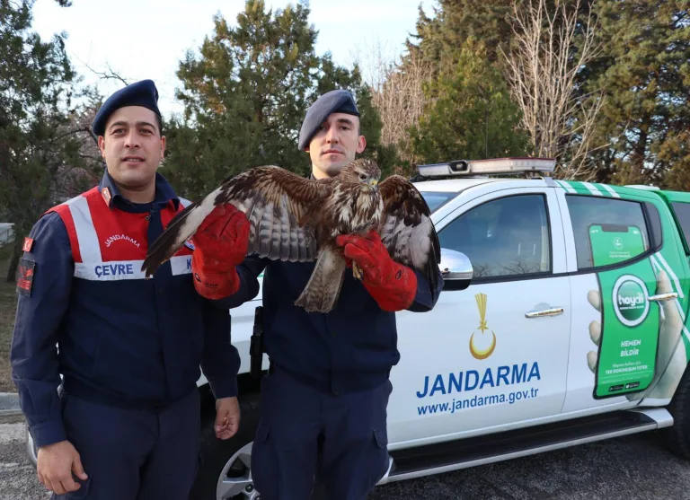 Jandarmanın bitkin halde bulduğu şahin, tedaviye alındı