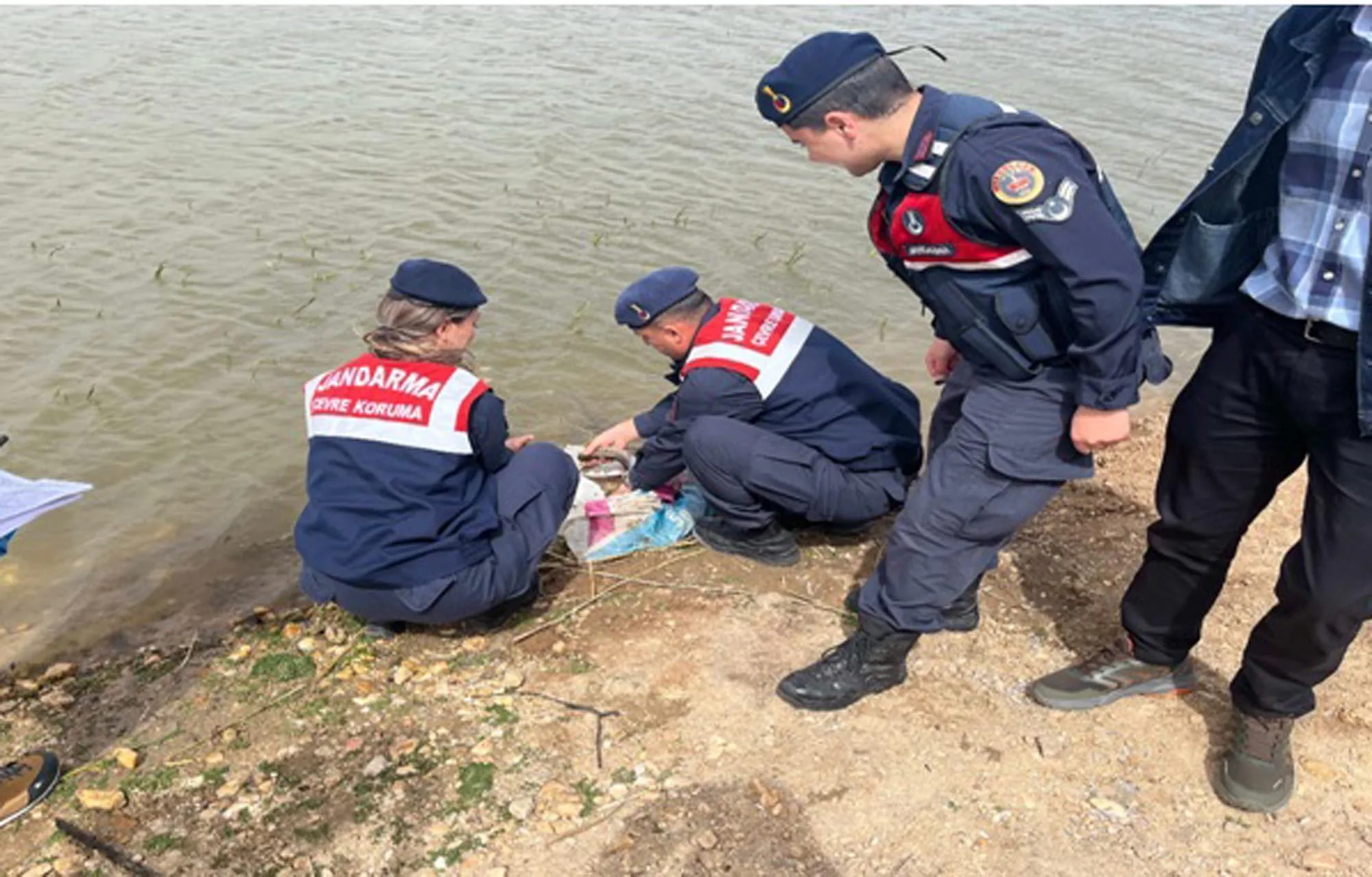 Kaçak avlanan sazan balıkları doğal yaşama bırakıldı Kaçak avlanan sazan balıkları doğal yaşama bırakıldı