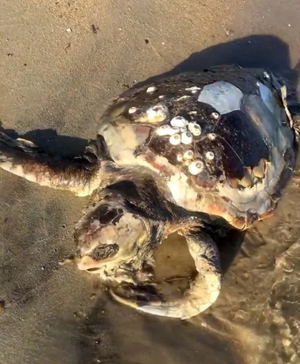Edirne’de sahile ölü caretta caretta vurdu Edirne’de sahile ölü caretta caretta vurdu