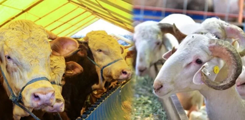 Kurban Satışı İçin Kayıtlar Başladı Kurban Satışı İçin Kayıtlar Başladı