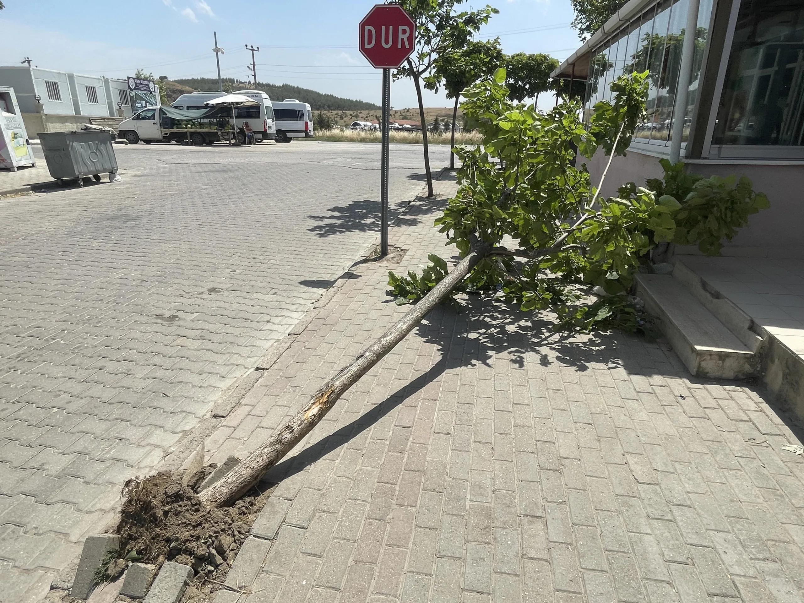 Edirne’de lodos ağaç devirdi Edirne’de lodos ağaç devirdi