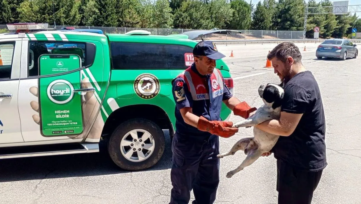 Edirne’de vatandaşların bulduğu yaralı köpek tedaviye alındı Edirne’de vatandaşların bulduğu yaralı köpek tedaviye alındı