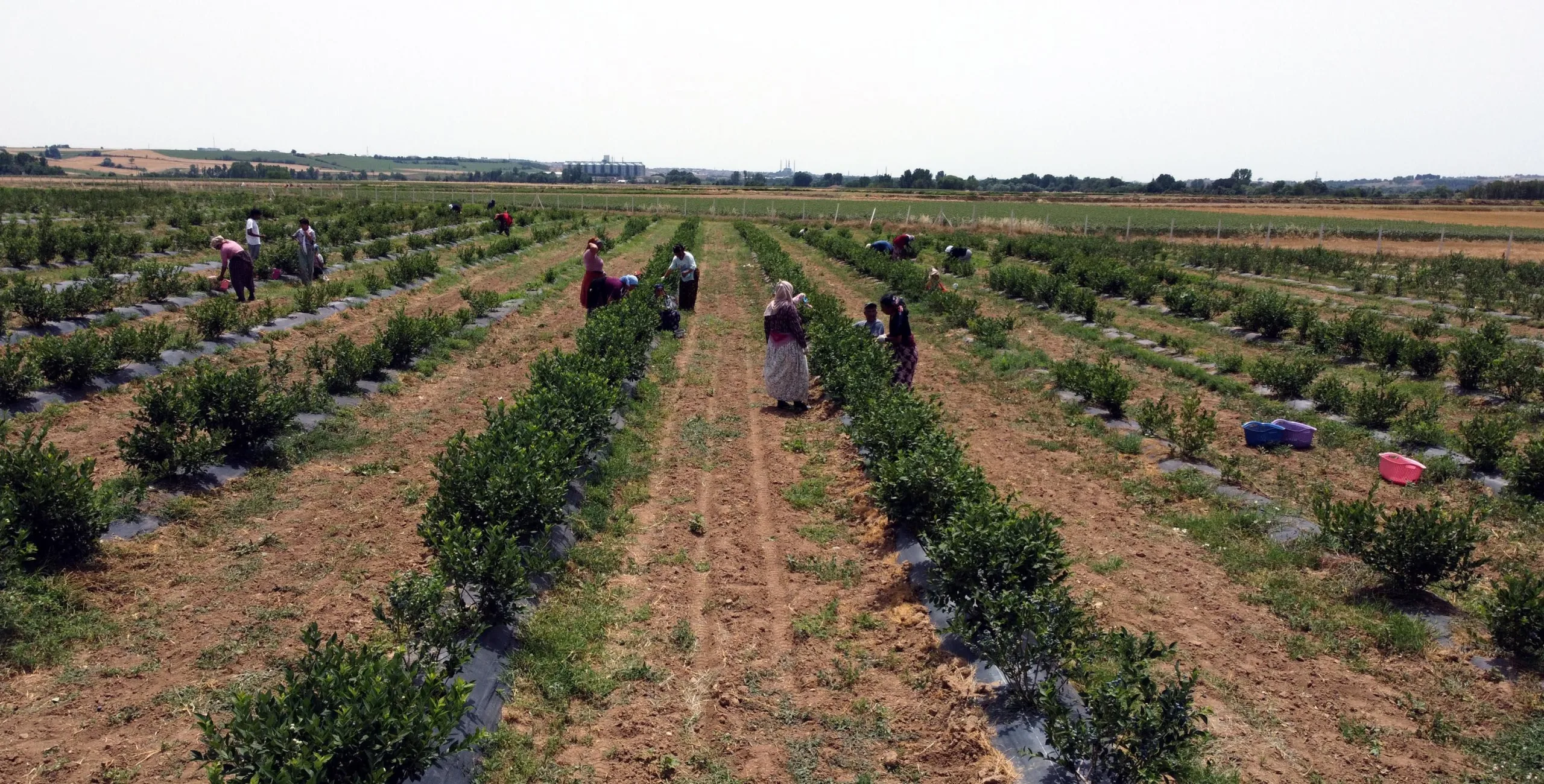 Edirne’de yaban mersini yetiştirip hasadını yaptı Edirne’de yaban mersini yetiştirip hasadını yaptı