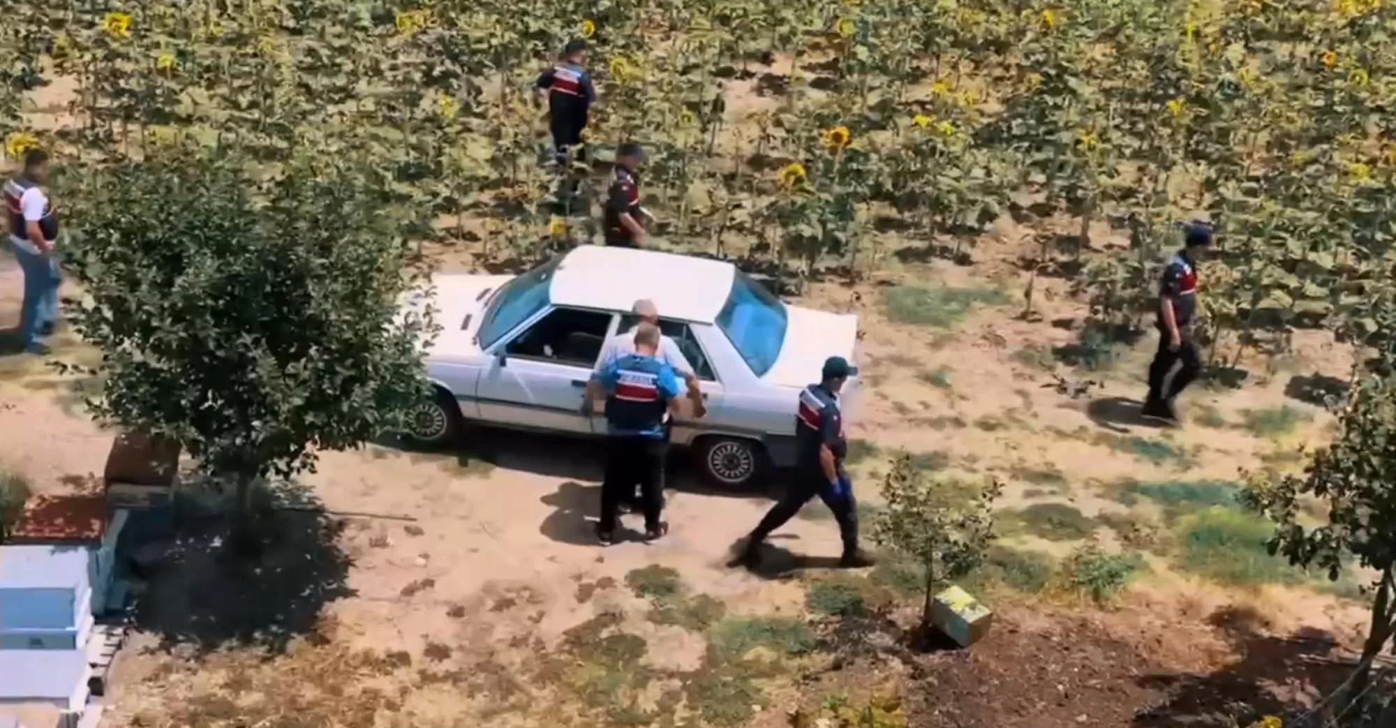Hazine arazisine Hint keneviri eken şüpheli yakalandı Hazine arazisine Hint keneviri eken şüpheli yakalandı
