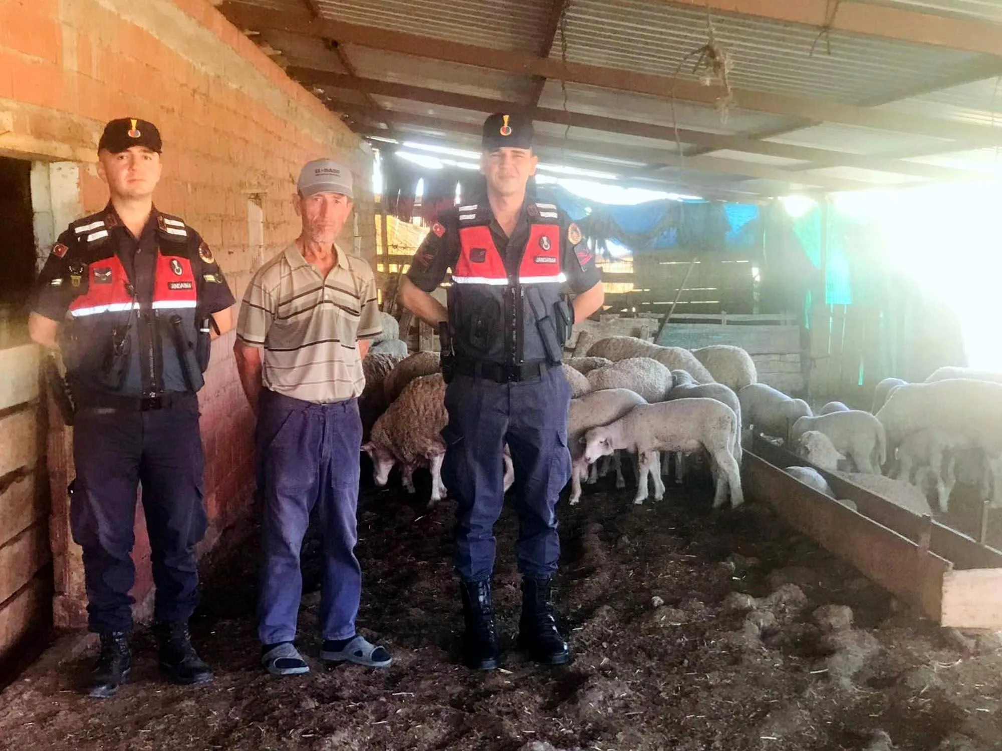 Kayıp sürüyü jandarma dronla buldu Kayıp sürüyü jandarma dronla buldu