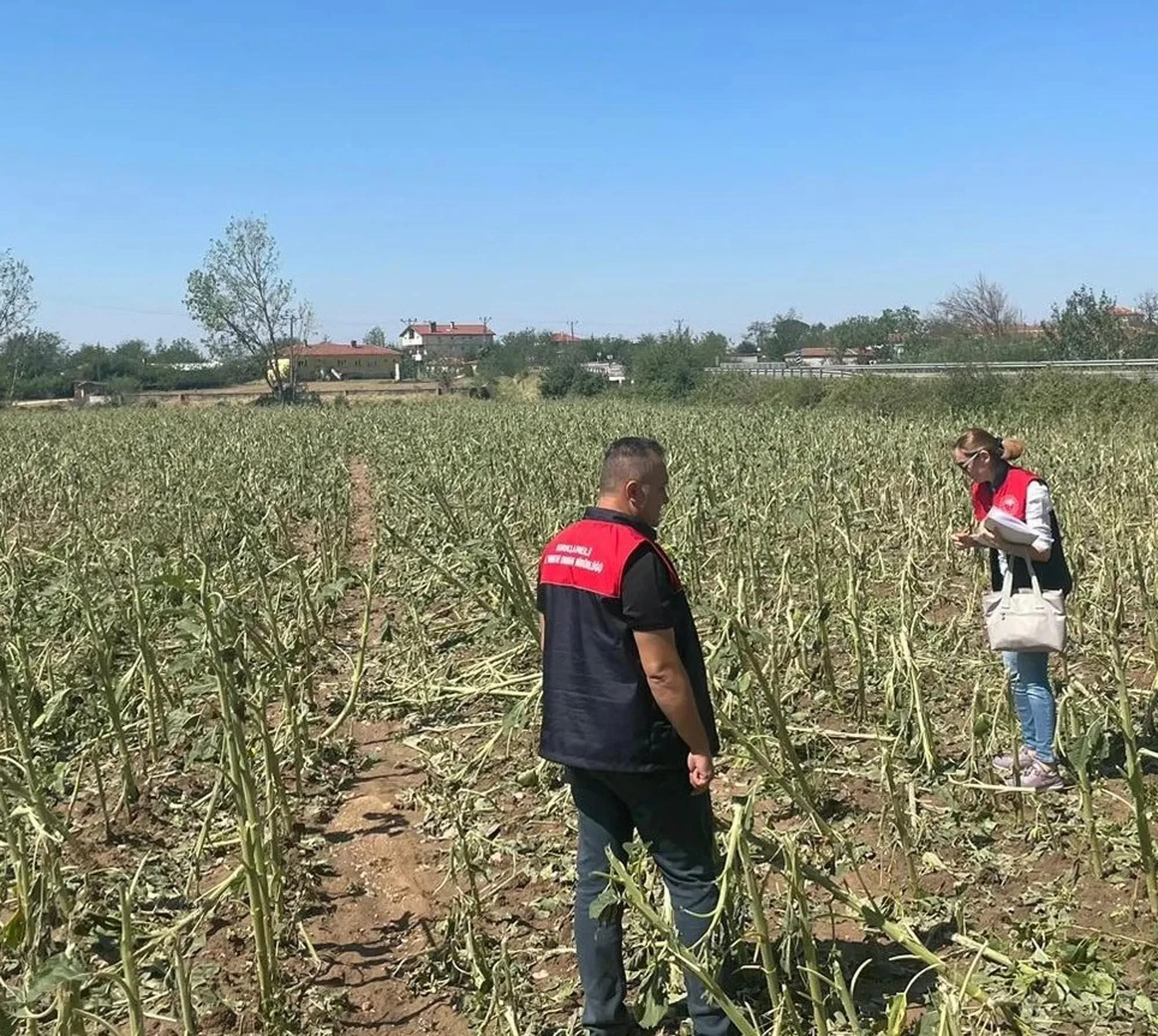 Kırklareli’de dolu 150 dekar tarım alanına zarar verdi Kırklareli’de dolu 150 dekar tarım alanına zarar verdi
