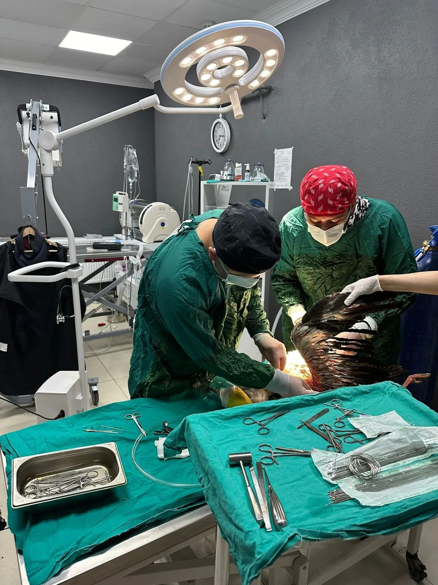 Kırklareli’de dolu yağışında yaralanan yaralı leylekler tedaviye alındı Kırklareli’de dolu yağışında yaralanan yaralı leylekler tedaviye alındı