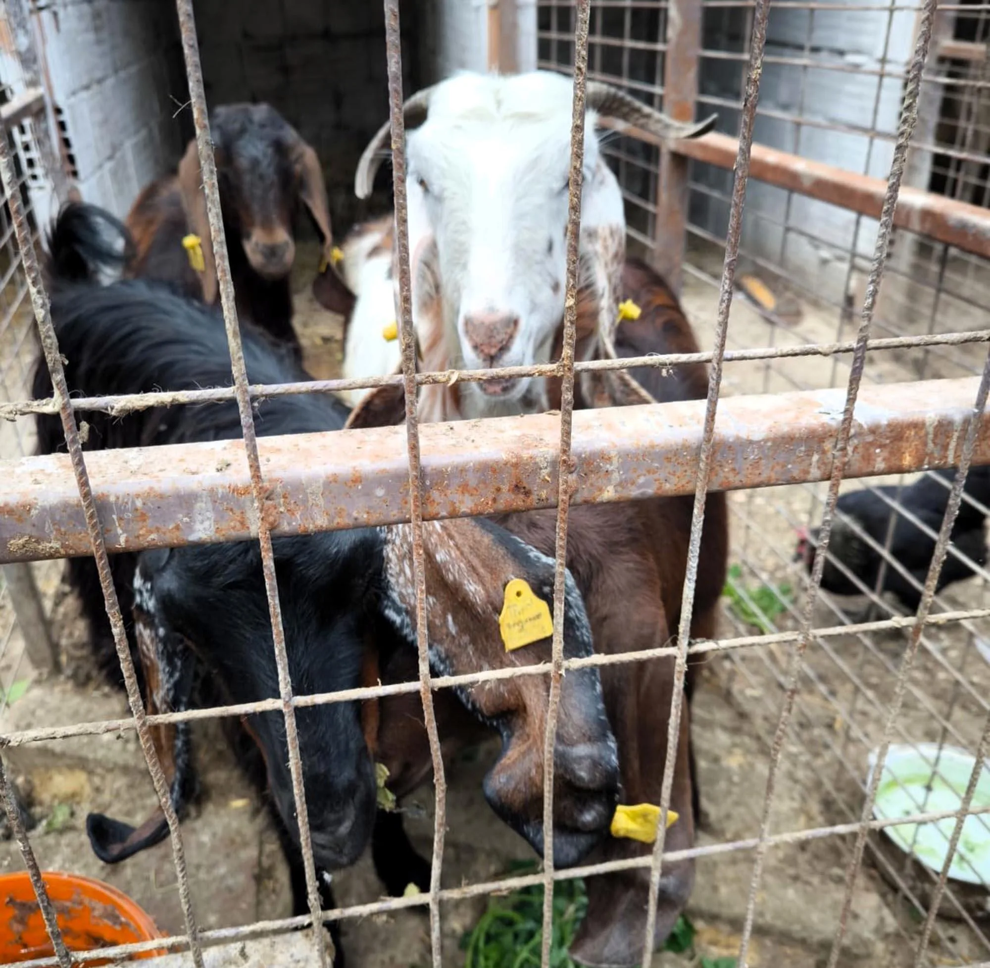 Kırklareli’ye kaçak getirilen hayvanlara el konuldu Kırklareli’ye kaçak getirilen hayvanlara el konuldu
