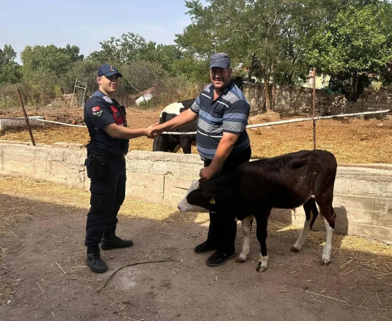 Edirne’de kaybolan buzağı dronla bulundu