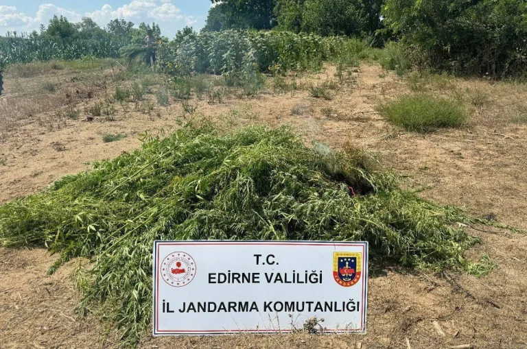 Edirne’de tarlada 16 bin 500 kök Hint keneviri ele geçirildi