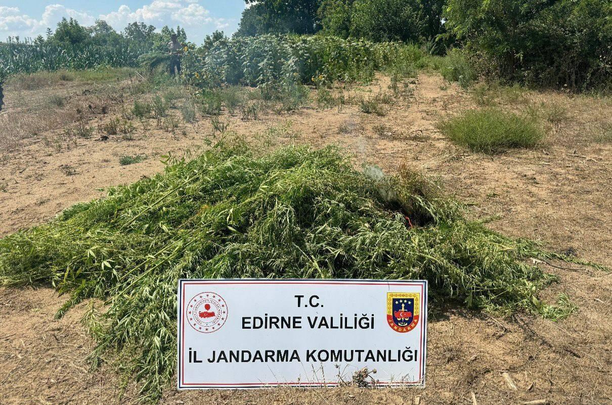 Edirne’de tarlada 16 bin 500 kök Hint keneviri ele geçirildi Edirne’de tarlada 16 bin 500 kök Hint keneviri ele geçirildi